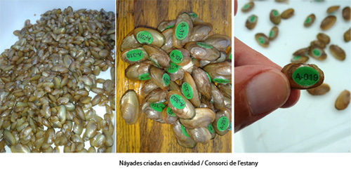 Náyades criadas en cautividad para repoblar el lago de Banyoles