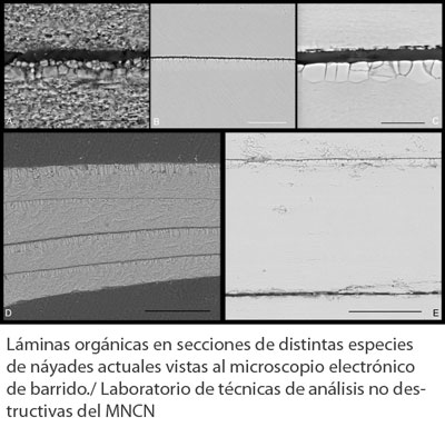 visión microscópica de las capas orgánicas de las Náyades