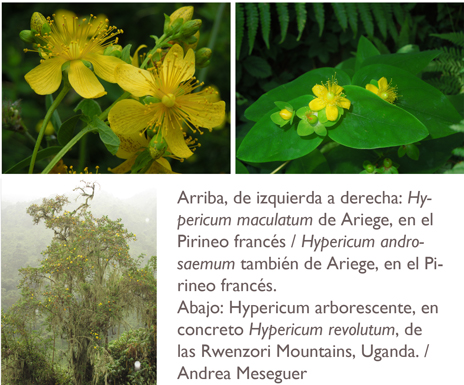 imágenes de Andrea Meseguer de Hypericum