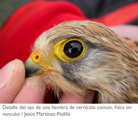 imagen ojo cernícalo