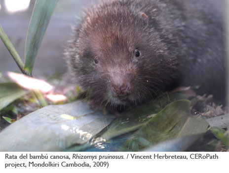 Rata del bambú canosa, <i>Rhizomys pruinosus</i>./ Vincent Herbreteau, CERoPath project, Mondolkiri Cambodia, 2009)