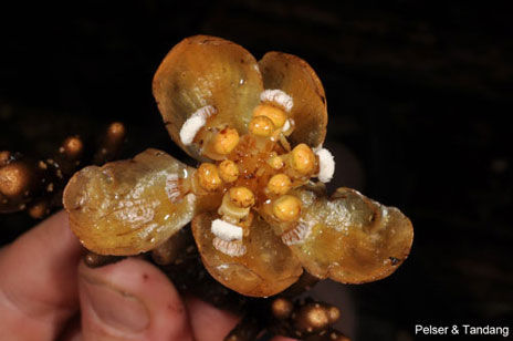 Balanophora coralliformis