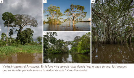 Imágenes del Amazonas
