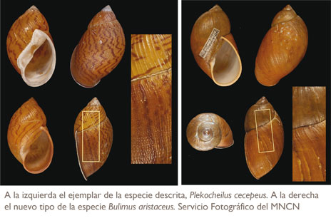 imagen de las especies de la colección de malacología