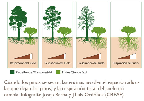infografia Cuando los pinos se secan, las encinas invaden el espacio radicular que dejan los pinos, y la respiración total del suelo no cambia. Infografía: Josep Barba y J.Luis Ordóñez (CREAF).