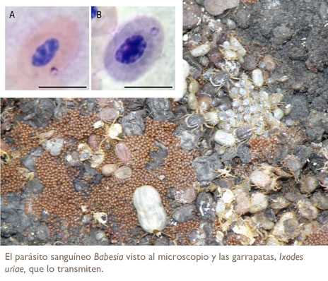 parásito sanguijneo