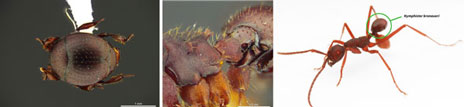 Las imágenes de Nymphister kronaueri las firma C. von Beeren. La imagen de la hormiga es de D. Kronauer