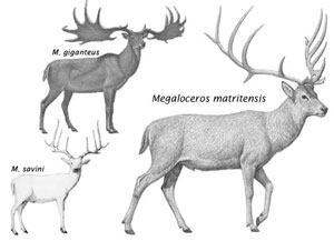 Megaloceros Ciervos gigantes del Pleistoceno