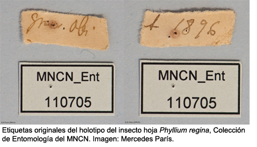 etiquetas insecto hoja