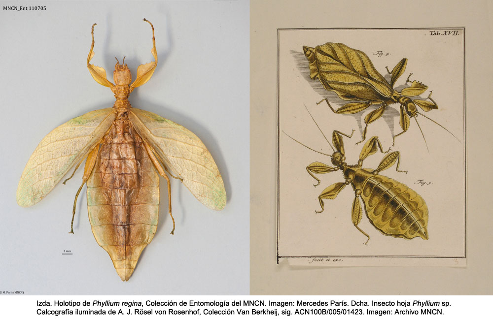 holotipo y lamina insecto hoja