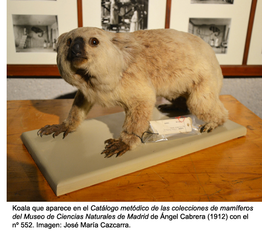 Koala 552