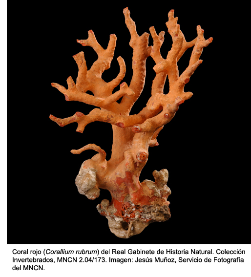 Coral rojo JM