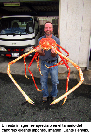 cangrejo gigante D.Fenolio