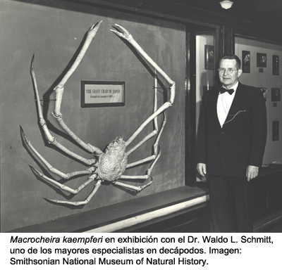 macrocheira smithsonian