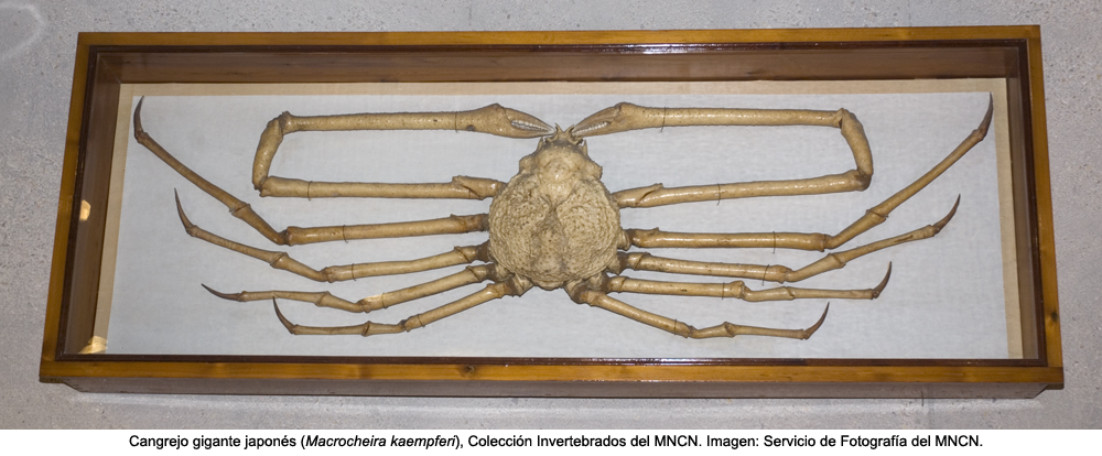 cangrejo gigante real gabinete