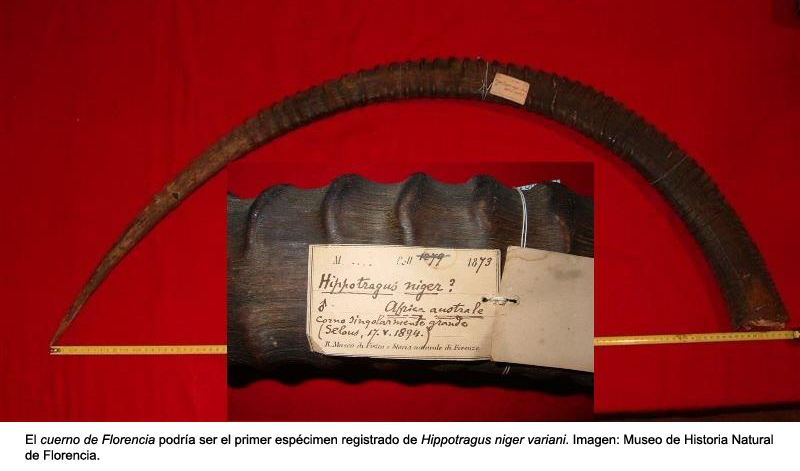 cuerno museo florencia