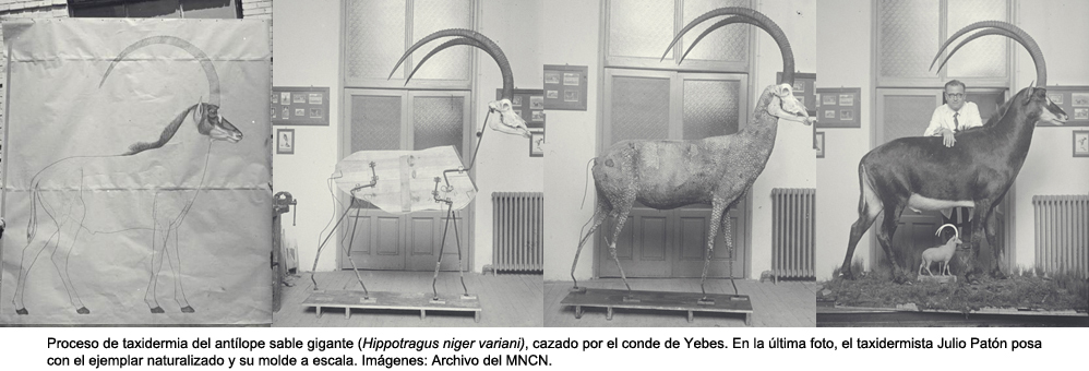 taxidermia secuencia antilope