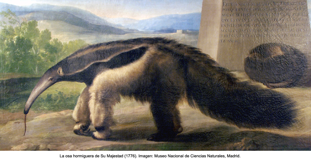 osa hormiguera cuadro