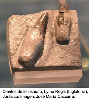 dientes ictiosaurio