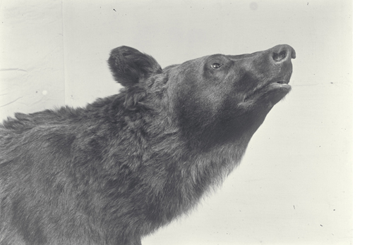 Oso pardo naturalizado. Imagen: Archivo MNCN, sig. ACN004/001/0873