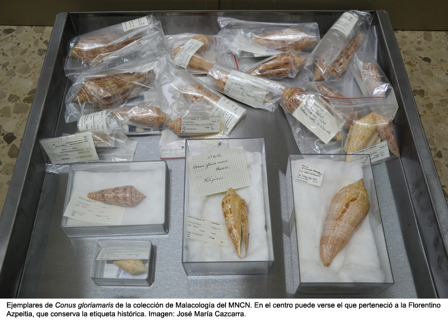 Cajon Conus gloriamaris