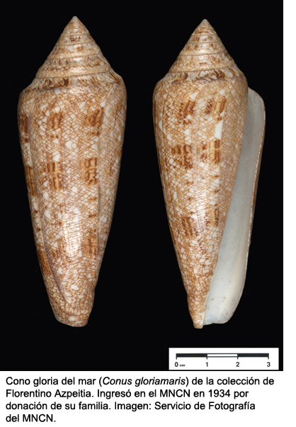 Conus gloriamaris Azpeitia