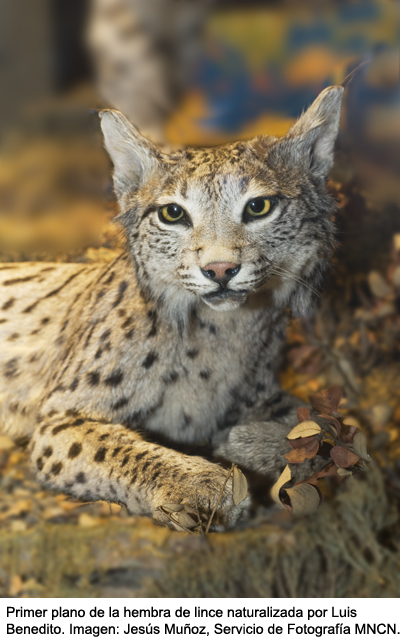 Detalle lince