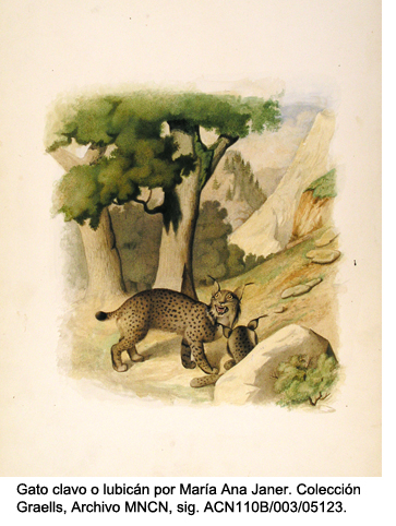 gato clavo