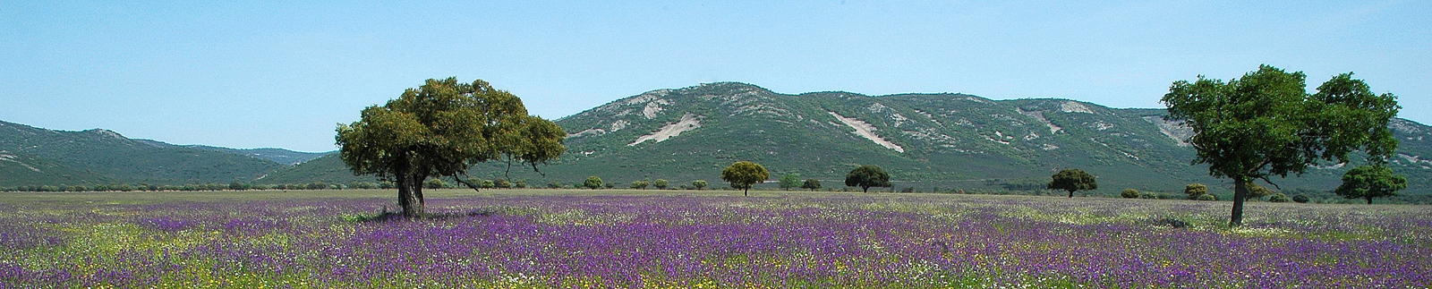 Encinar en el Parque Nacional de Cabañeros
