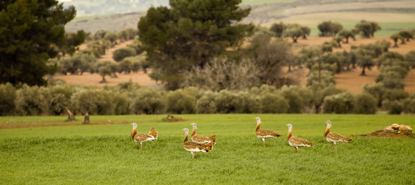 Avutardas en Marchamalo, Guadalajara / Carlos Palacín