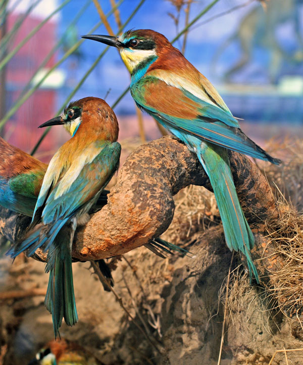 Detalle de la taxidermia Colonia de Abejarucos de José María Benedito