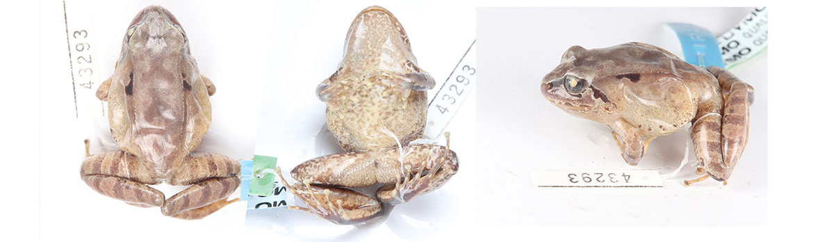 Eleutherodactylus pluviocanorus