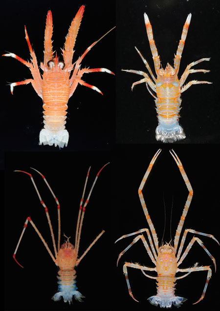De izquierda a derecha y de arriba abajo: Munida eclepsis, Torbenella orbis, Hendersonida parvirostris y Paramunida luminata (Papúa Nueva Guinea). Créditos imagen Muséum national d'Histoire naturelle (MNHN).