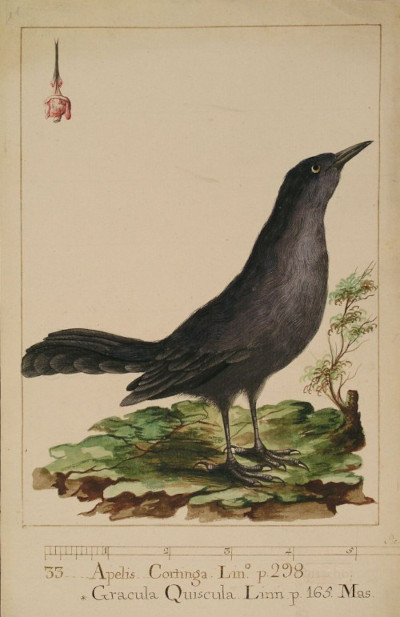 Quiscalus palustris