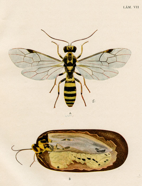 Lámina con el dibujo de un Icneumónido y pupa