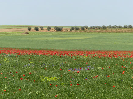 Paisaje agrario con el cielo nublado, trigo y amapolas
