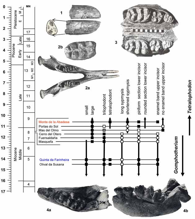 Gomphotherium Tetralophodon