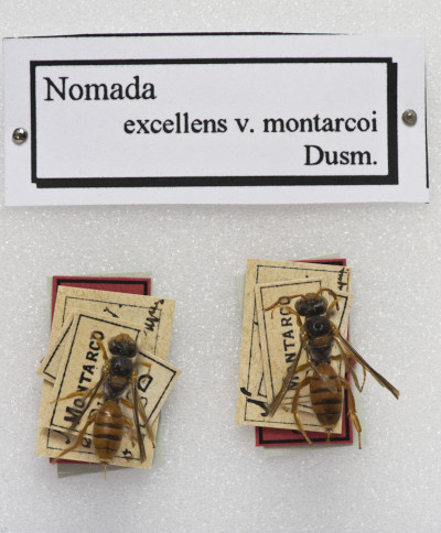nomada