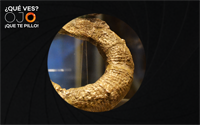 imagen oculta de amonites heteromorfo