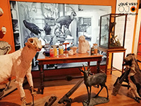 Imagen original taller taxidermia