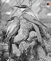 Imagen abejarucos en blanco y negro
