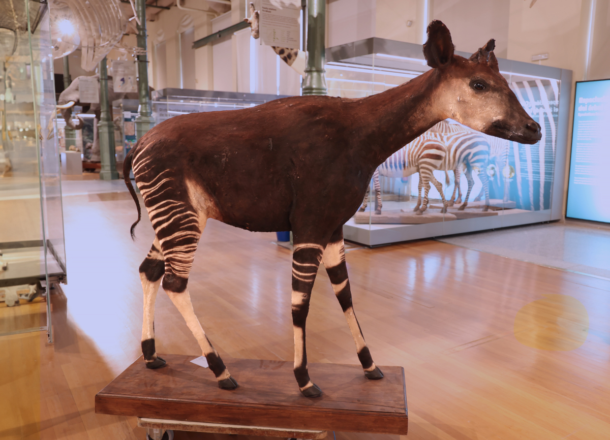 okapi mncn