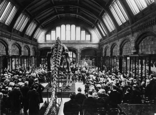 diplodocus londres