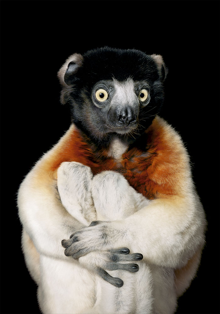 Sifaca coronado / Tim Flach