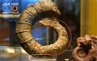solución de amonites heteromorfo