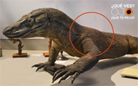 Solución 32 dragón de komodo