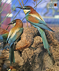 Imagen abejarucos a color