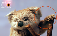 Solución 45 koala