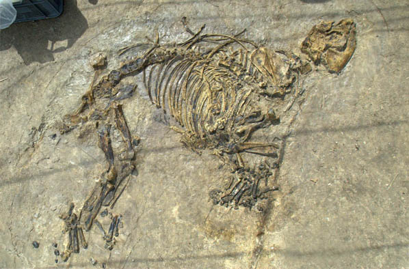 Tapirus arvenensis CN