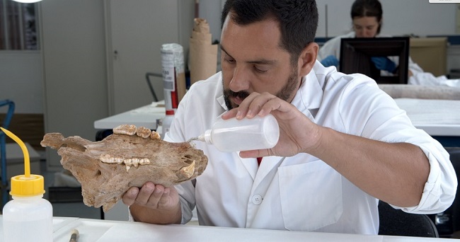 Consolidación de un oso de las cavernas